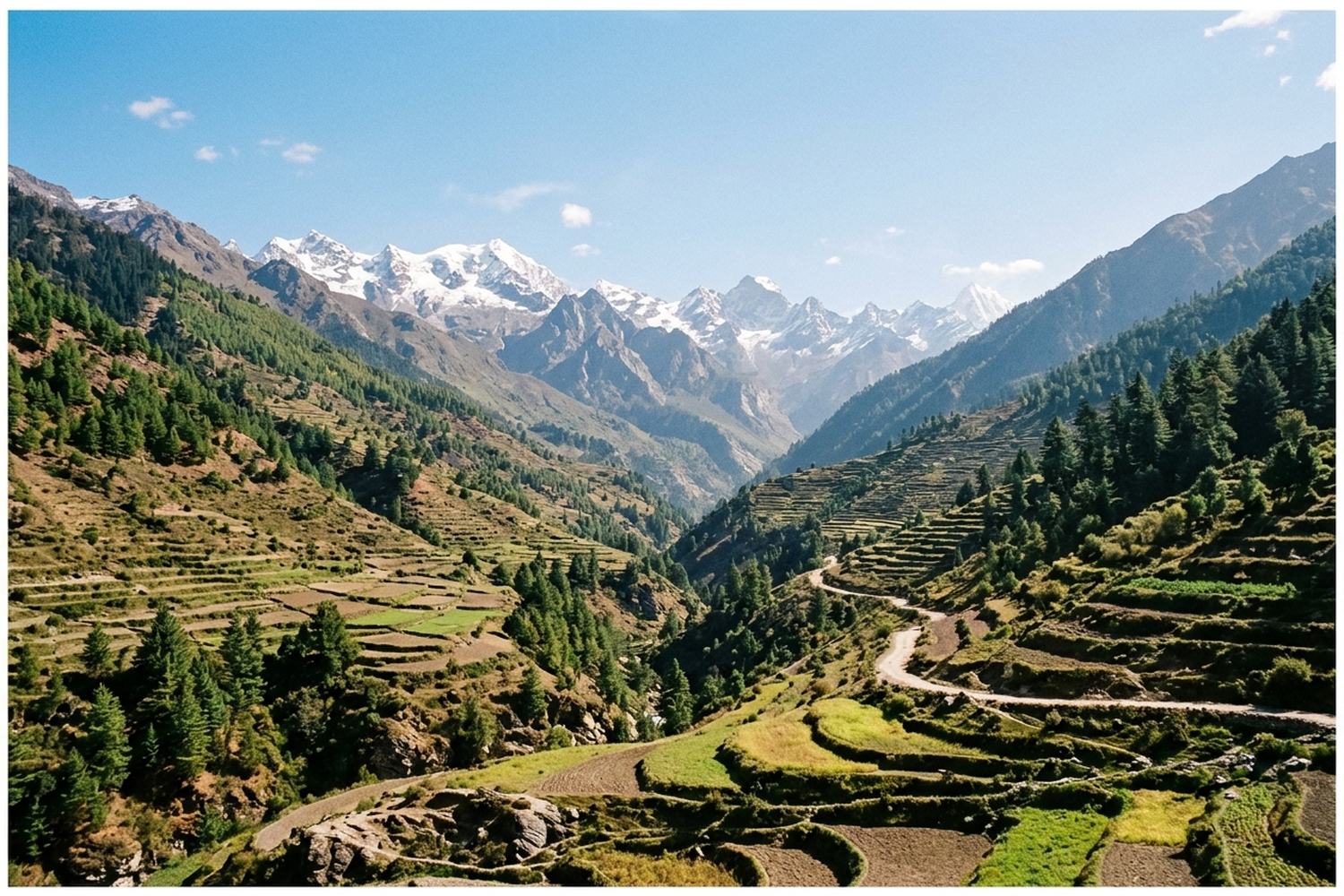 A steep Himalayan valley of terraced fields and pine with snow peaks at its head.