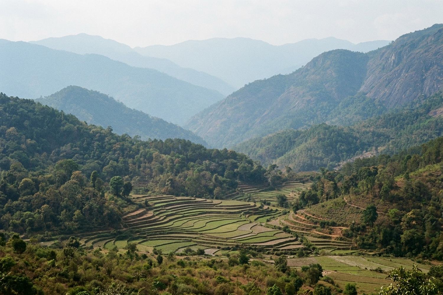 Wooded granite mountains in layers of blue haze above a valley of terraced rice.