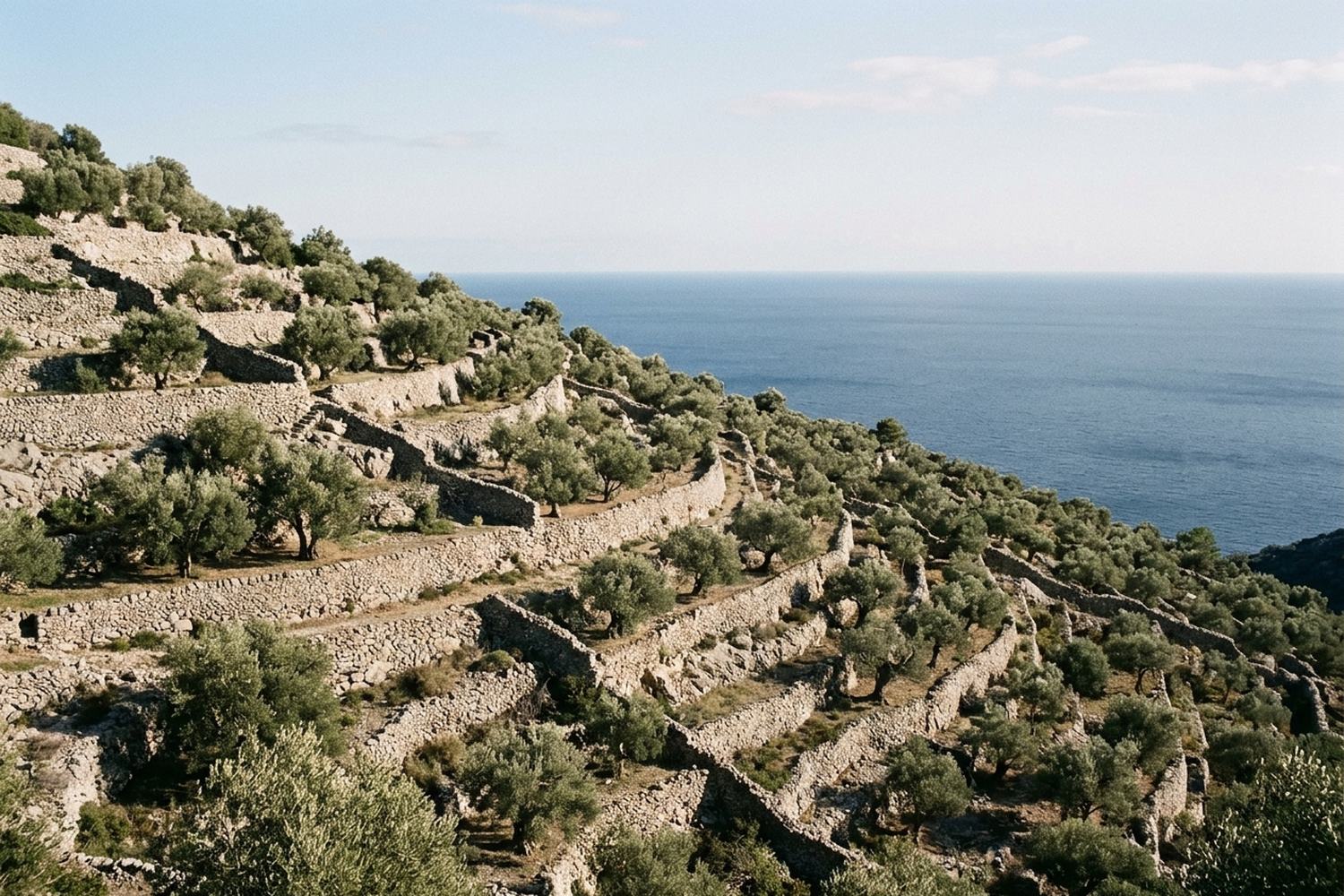 Terraced dry stone olive groves stepping down toward a deep blue bay.