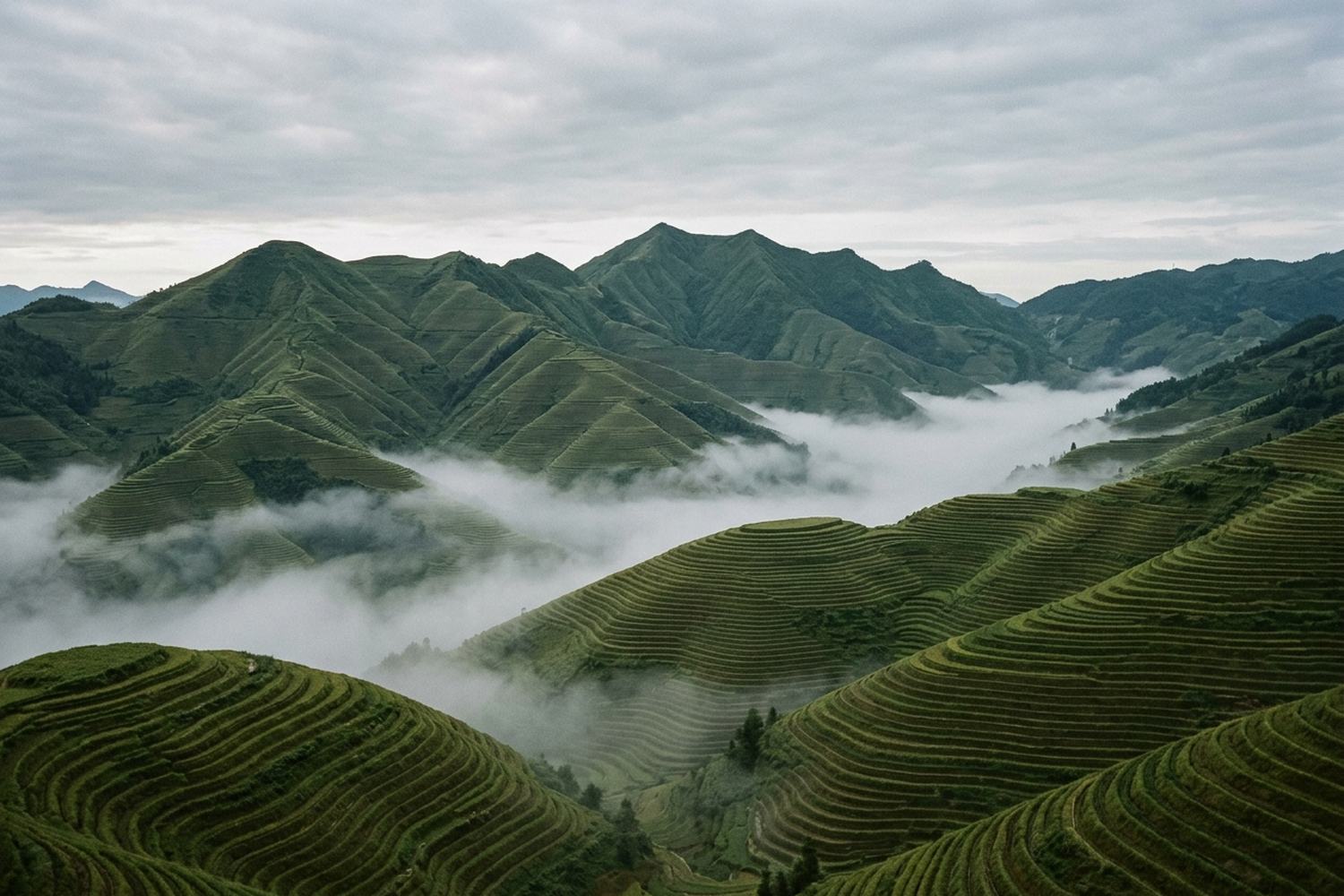 Steep green hills terraced to the top with low cloud lying in the valleys.